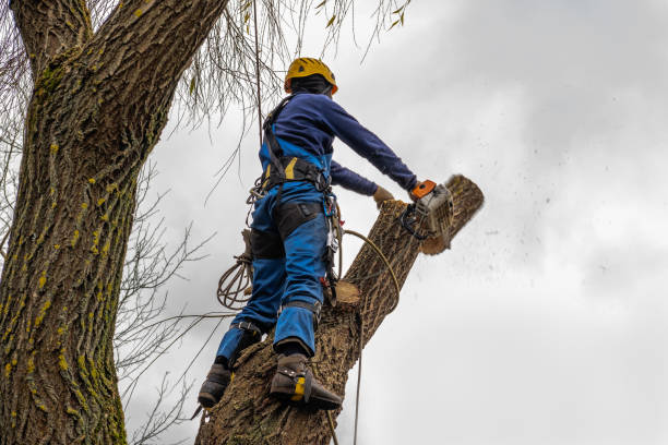 How Our Tree Care Process Works  in  Stafford Courthouse, VA