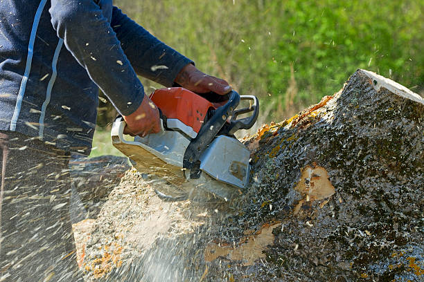 Lawn Watering Services in Stafford Courthouse, VA